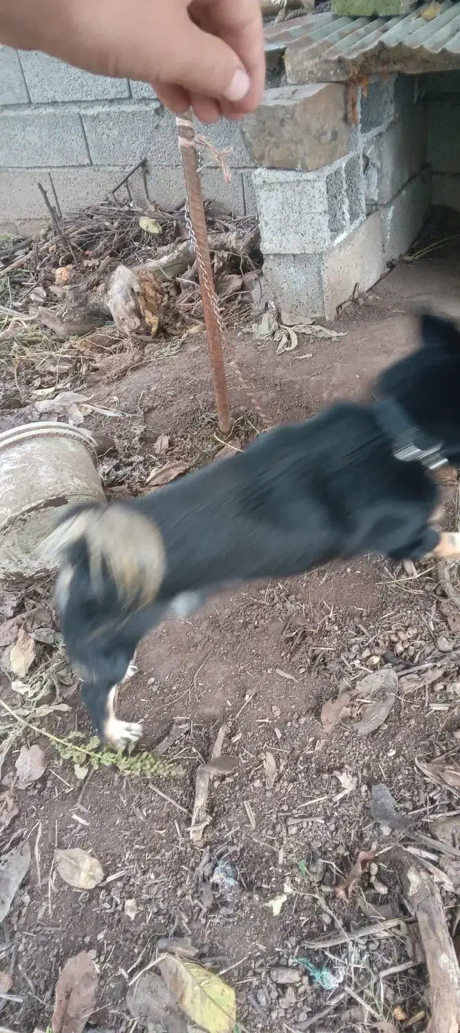 سگ پا کوتا|سگ|رشت, باهنر|دیوار