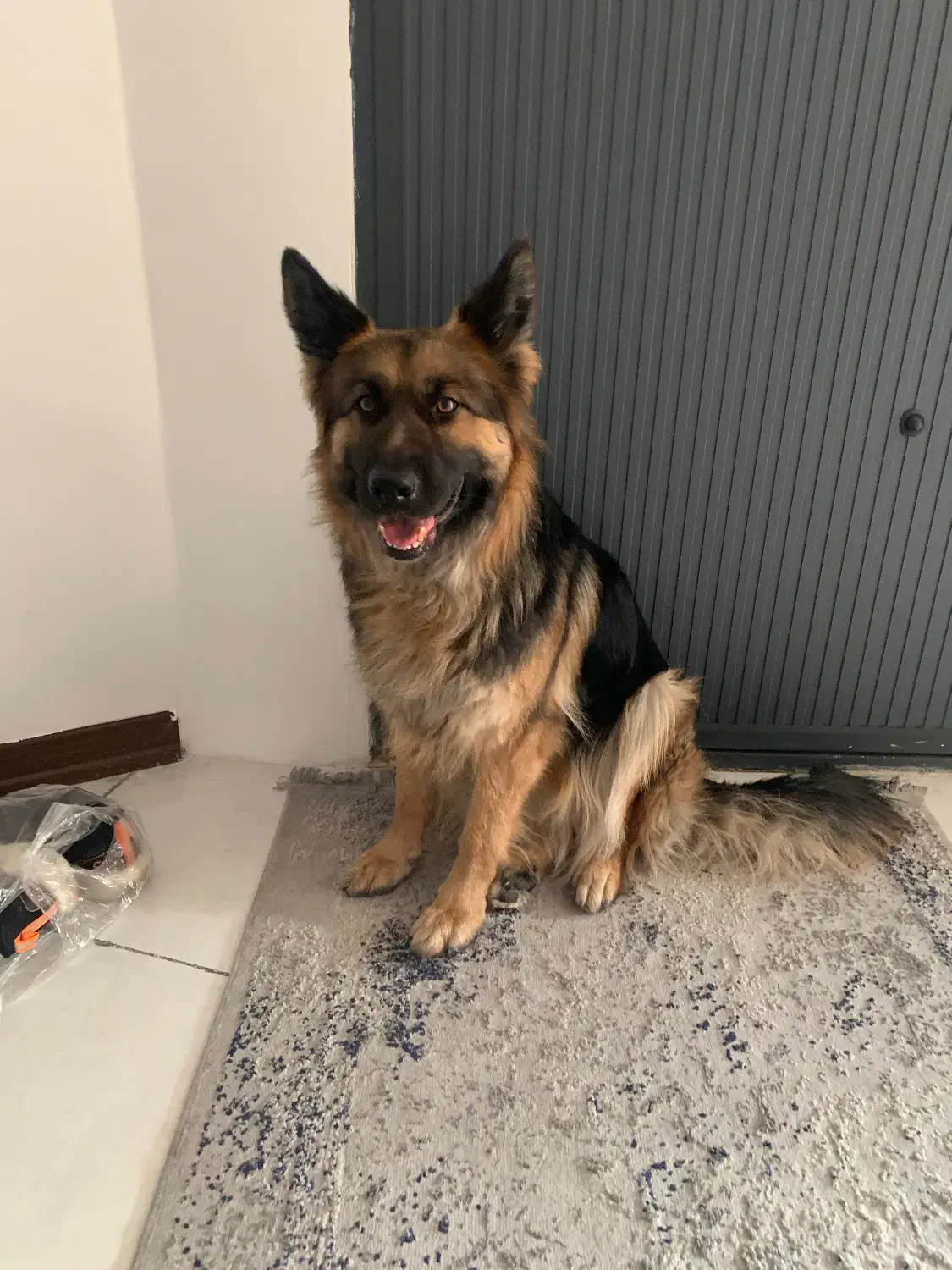 ژرمن|سگ|تهران, شهرک آزمایش|دیوار