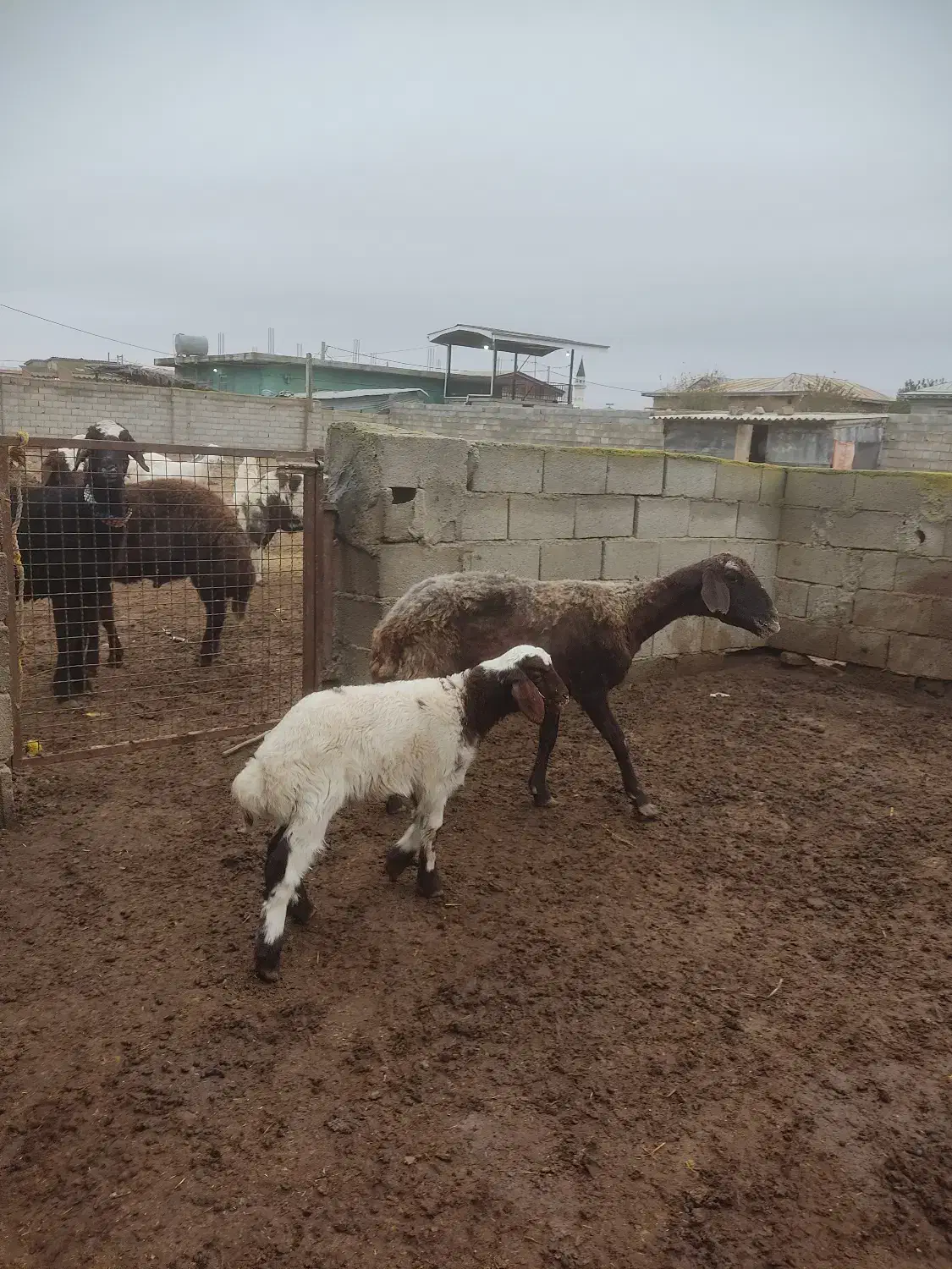 فروش گوسفند بره دار|حیوانات مزرعه|سیمین شهر, |دیوار