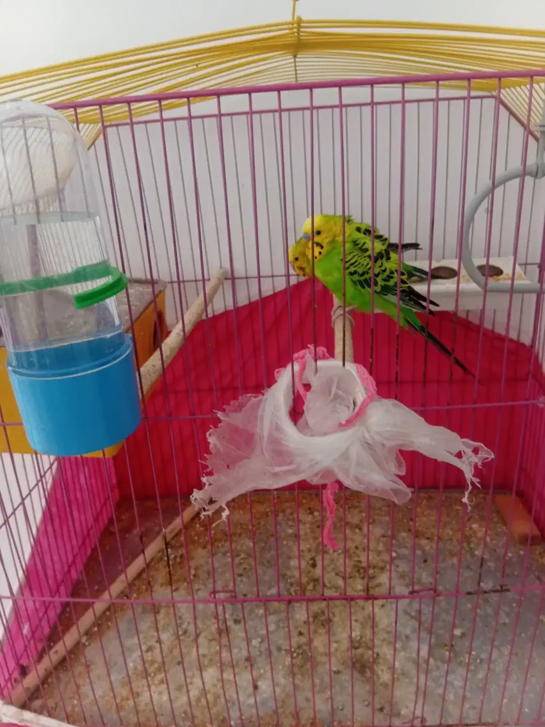 مرغ عشق|پرنده|بندر ماهشهر, |دیوار