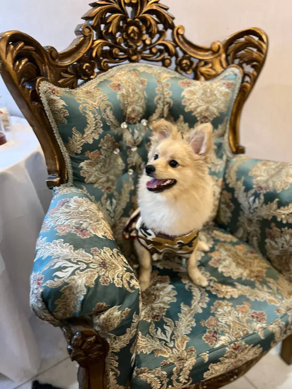 سگ پامرانین نر|سگ|کرج, گوهردشت|دیوار