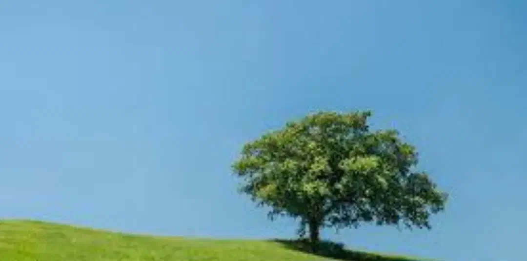 دنبال کار در منزل برای خودم هستم.|خدمات رایانهای و موبایل|پردیس, فاز ۸|دیوار