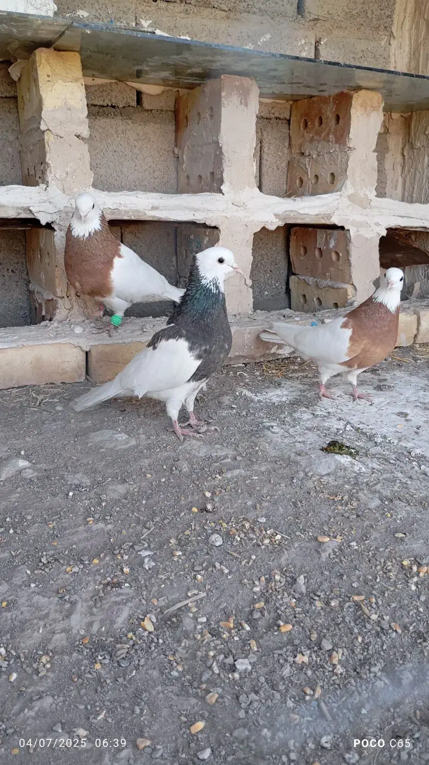 کبوتر|پرنده|نیشابور, فیض آباد|دیوار