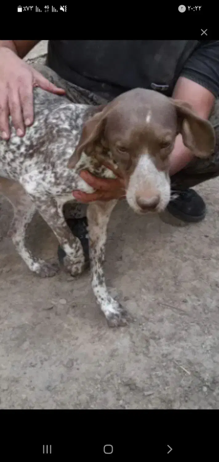 توله دنبلان|سگ|مینودشت, |دیوار