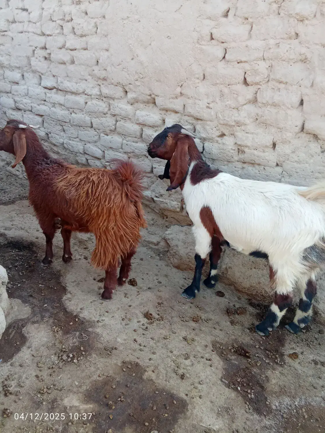 بز مری|حیوانات مزرعه|هامون, |دیوار