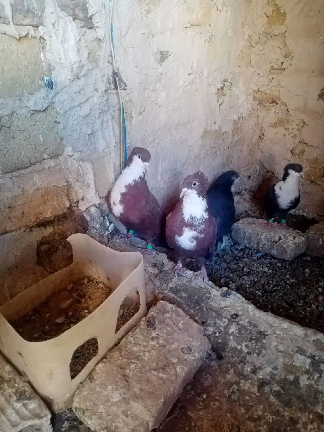 دوجفت کرواتی سرخ وسیاه فروشی|پرنده|تربتحیدریه, اندیشه|دیوار