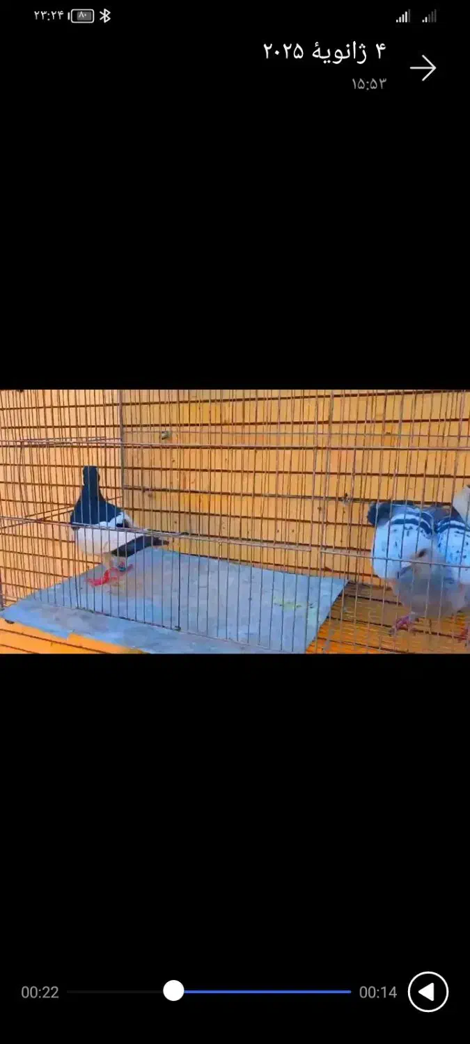 2تا نر سوراخ|پرنده|کرمان, |دیوار