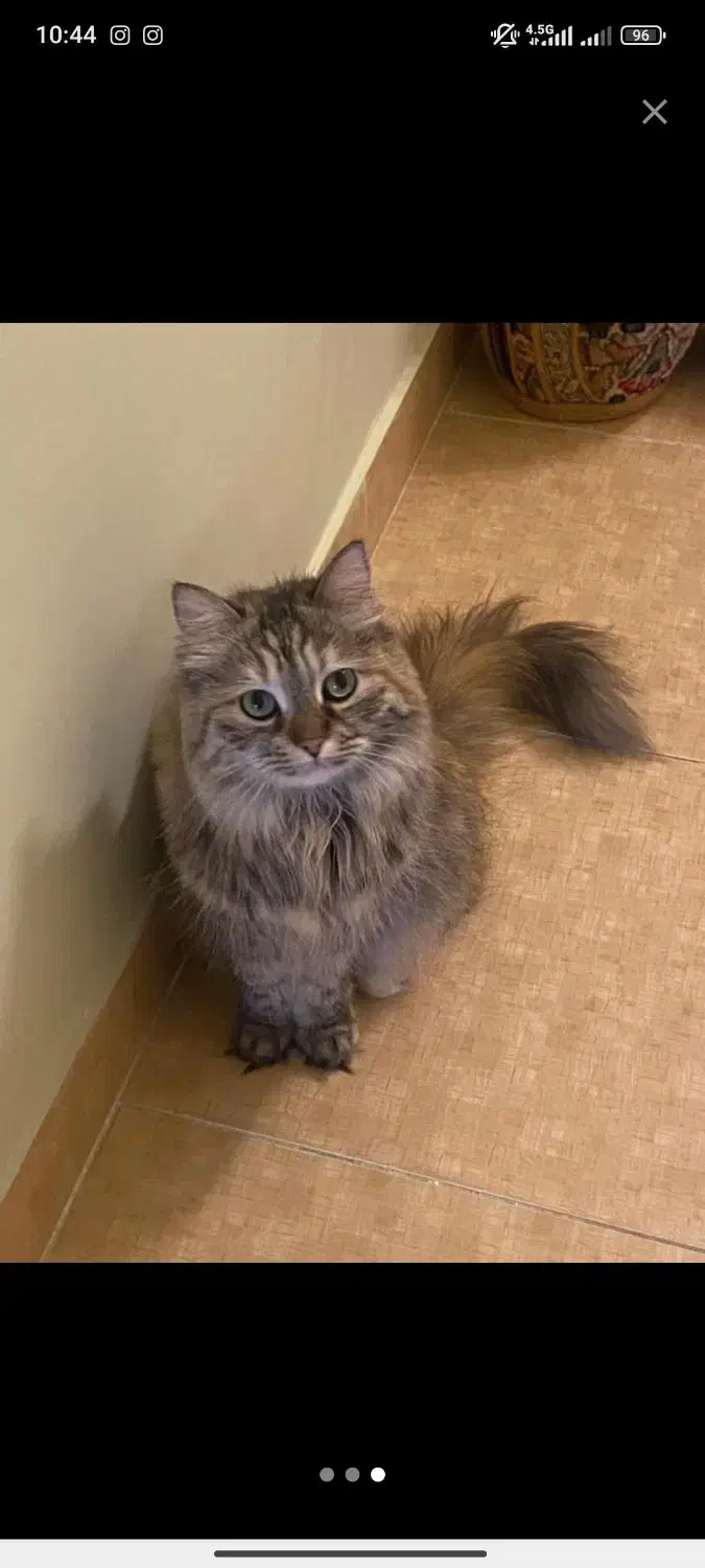 گربه ورشین دو رگه|گربه|ارومیه, |دیوار