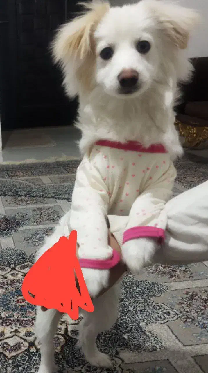 اشپیتز|سگ|بجنورد, |دیوار