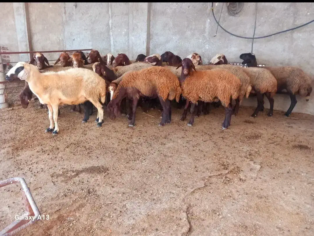 گوسفند زنده درحال استفاده مشتریان پرطرفدارمجموعه|حیوانات مزرعه|مشهد, عبادی|دیوار