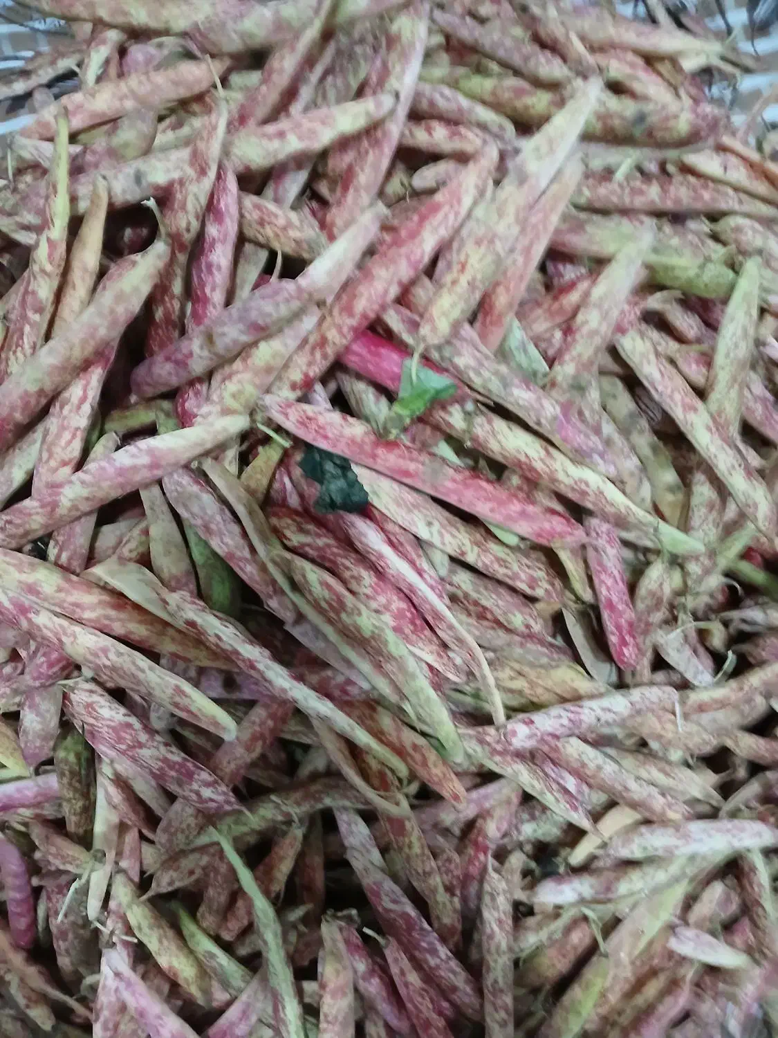 لوبیا تازه چین ودرشت|خوردنی و آشامیدنی|کلاچای, |دیوار