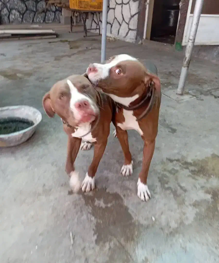 سگ پید بل|سگ|خورموج, |دیوار