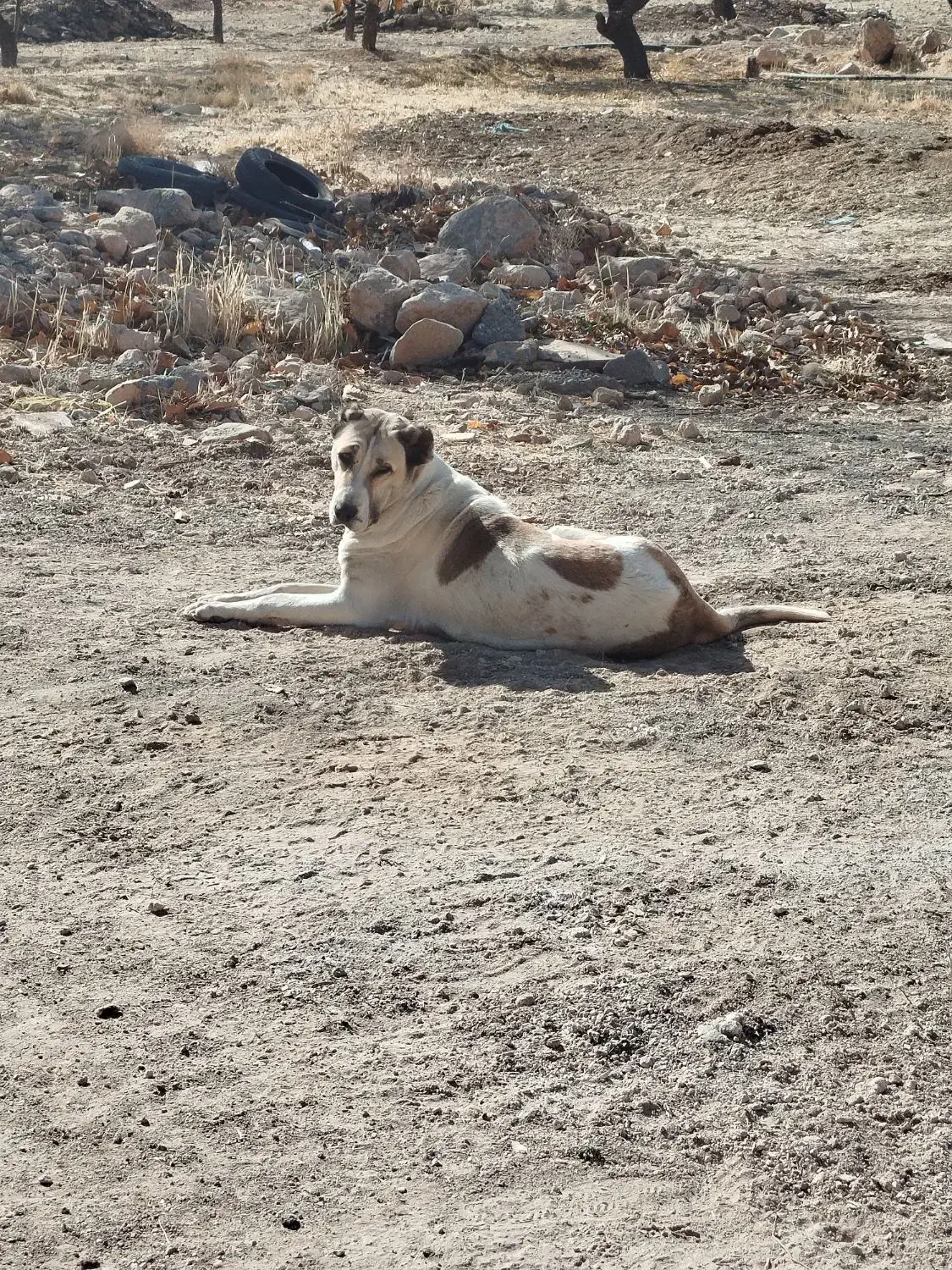 سگ سرابی اصیل|سگ|شهرکرد, |دیوار