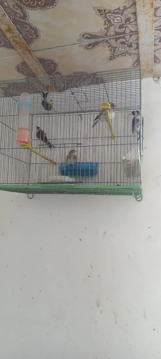 سهره|پرنده|مراغه, |دیوار