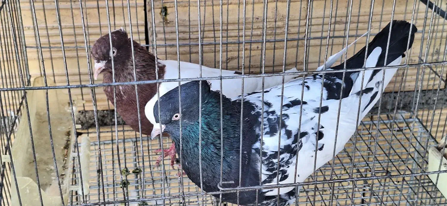 کبوتر سینه‌ای نرو ماده|پرنده|بومهن, |دیوار