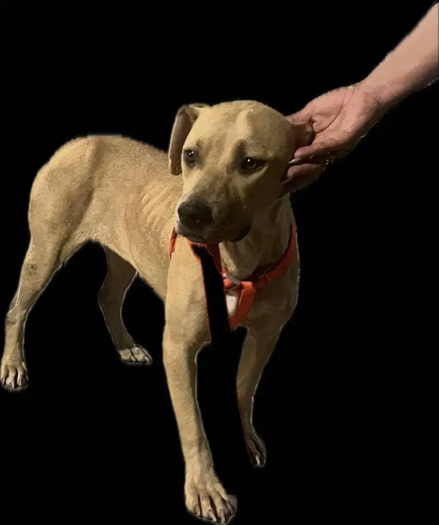 سگ  امریکن پیت بول|سگ|تهران, پیکان شهر|دیوار