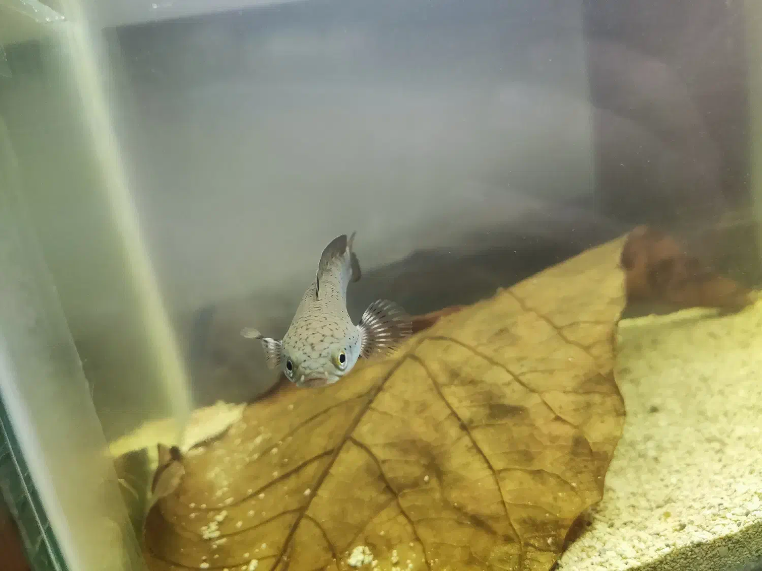 چانا|ماهی|برخوار, |دیوار