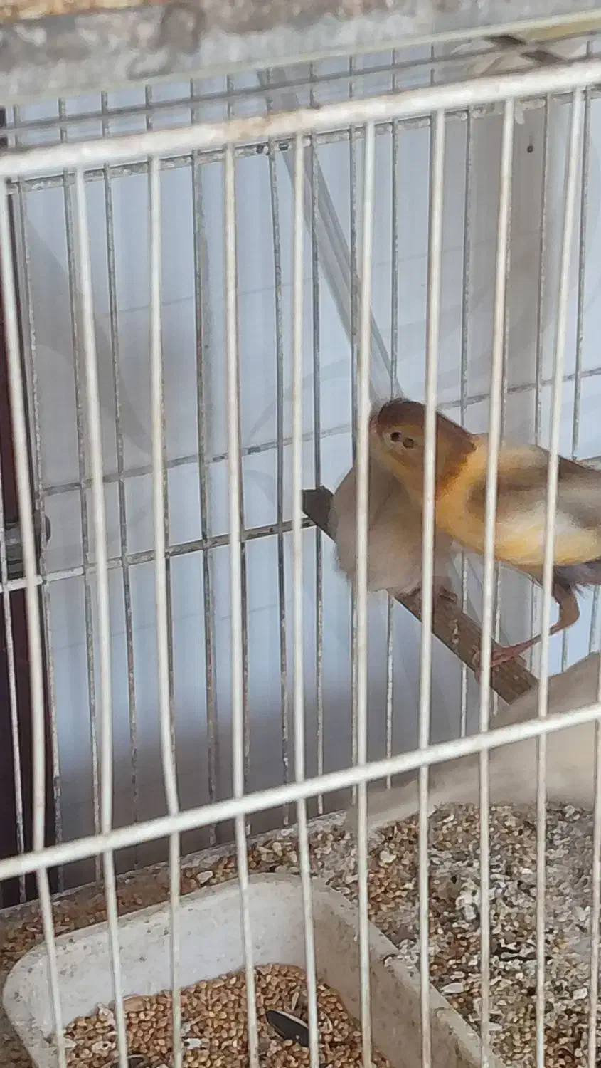 فروش یکجا قناری فری، رسمی|پرنده|مشهد, شریف|دیوار