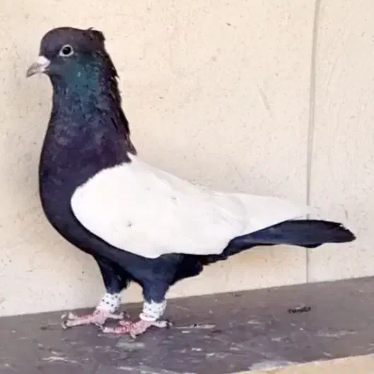 ۲تا کبوتر سینه سیاه باهم|پرنده|شیراز, نیستان|دیوار