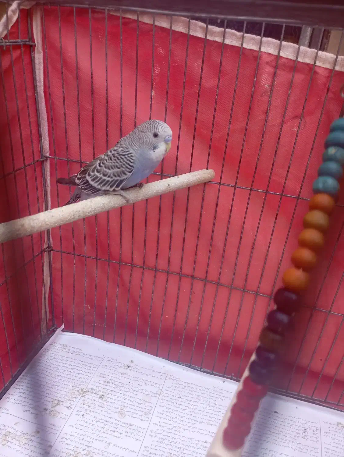 مرغ عشق|پرنده|دوگنبدان, |دیوار