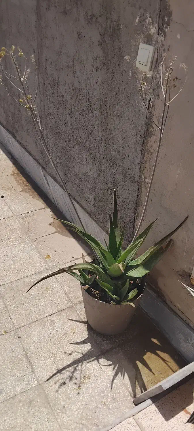 گل آلوورا سه ساله سرحال وشاداب|گل و گیاه طبیعی|کهن آباد, |دیوار