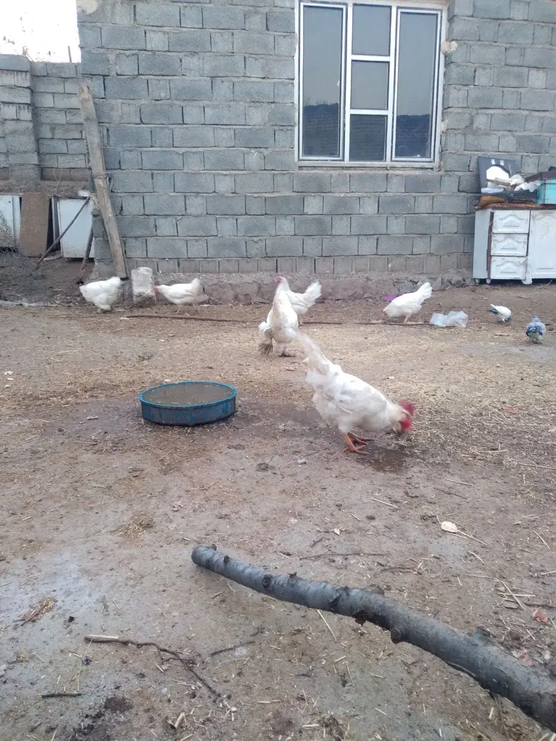 مرغ وخروس واروک|حیوانات مزرعه|اسالم, |دیوار