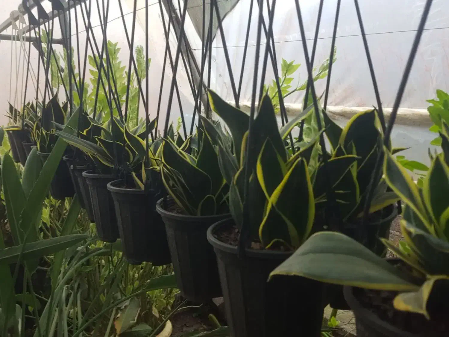 سانسورها بلک گلد|گل و گیاه طبیعی|رشت, جهاد|دیوار