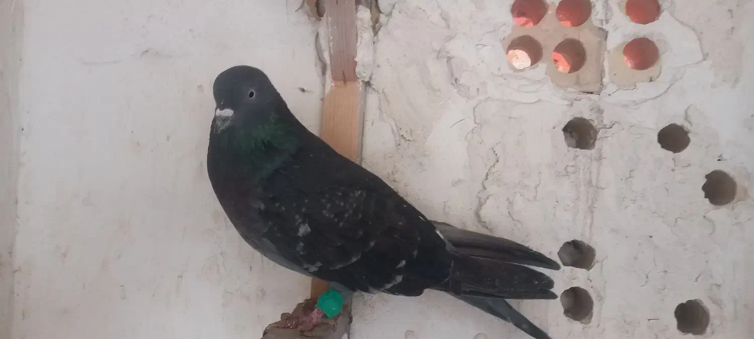 کفتر صید رنگه وتهرانی|پرنده|مشهد, شهید آوینی|دیوار