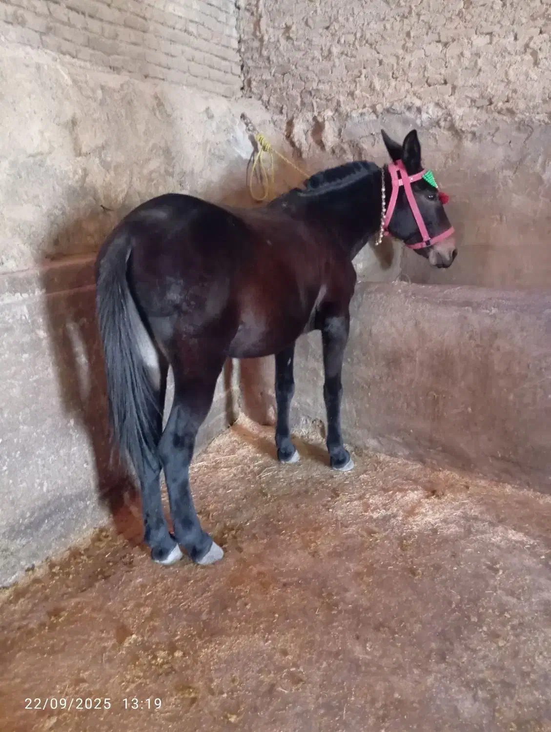 خرید قاطر فروش قاطر|حیوانات مزرعه|لاران, |دیوار