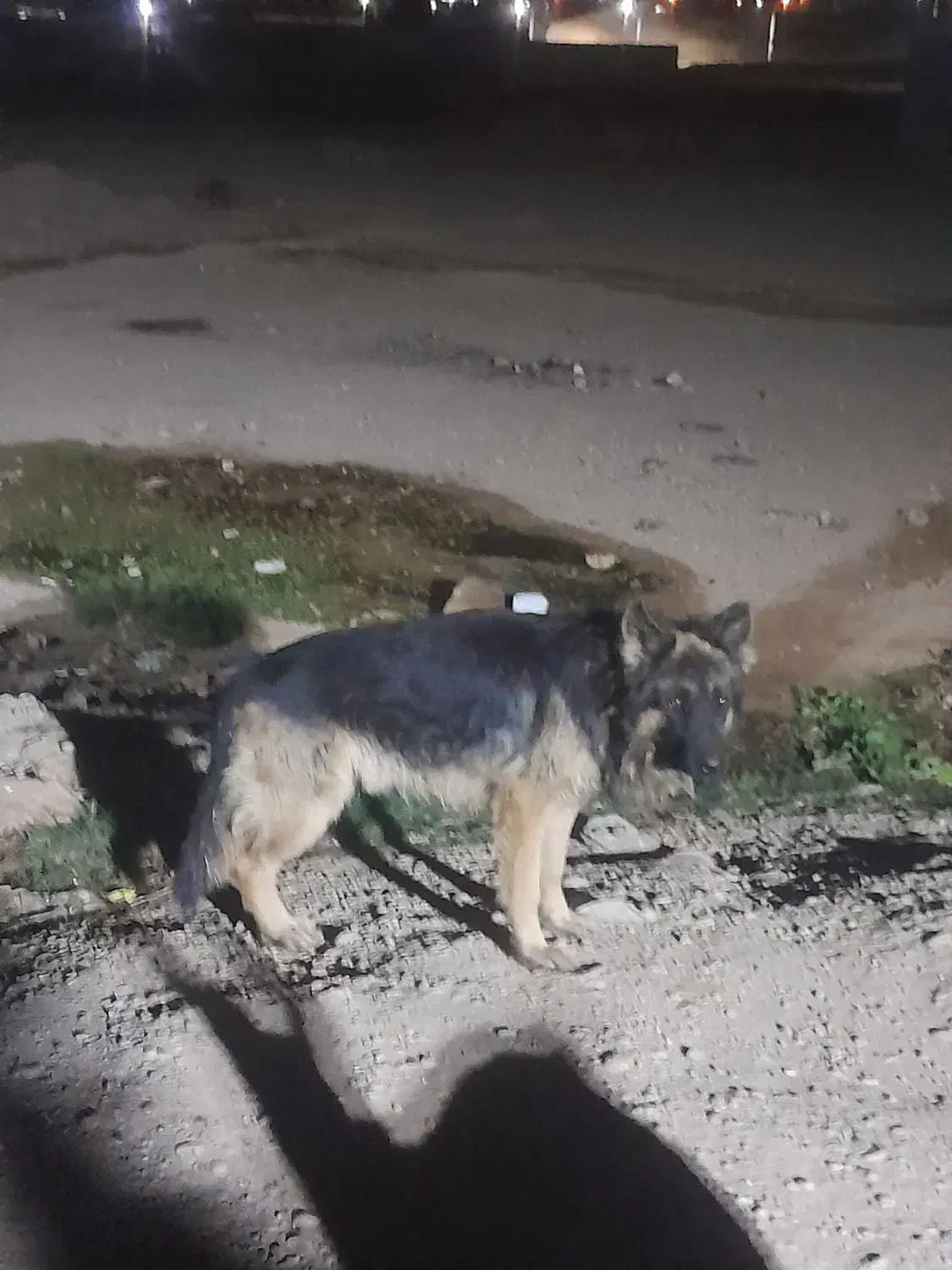 ژرمن|سگ|شوشتر, |دیوار