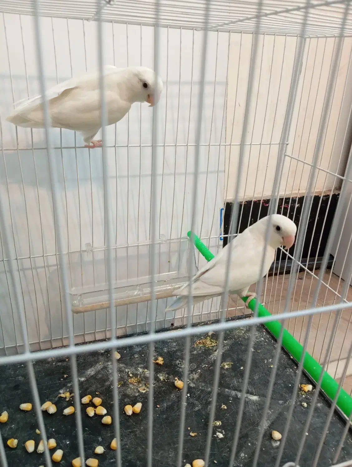 کوتوله|پرنده|تربت جام, علوی|دیوار