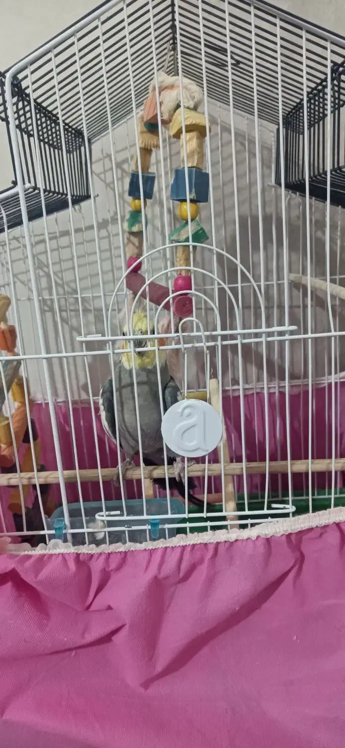 عروس هلندی نر|پرنده|پاکدشت, خاتون آباد|دیوار