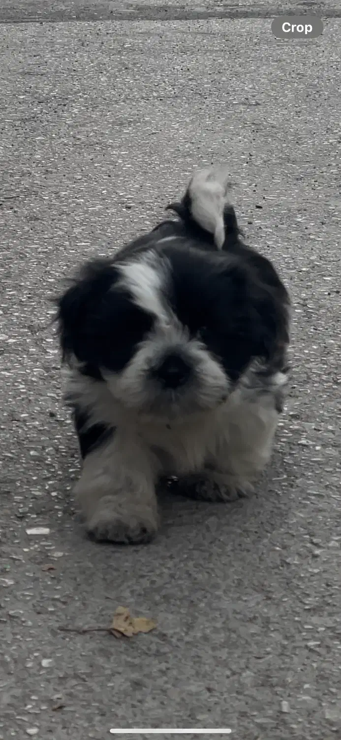 سگ شیتزو|سگ|مشهد, بهشت|دیوار