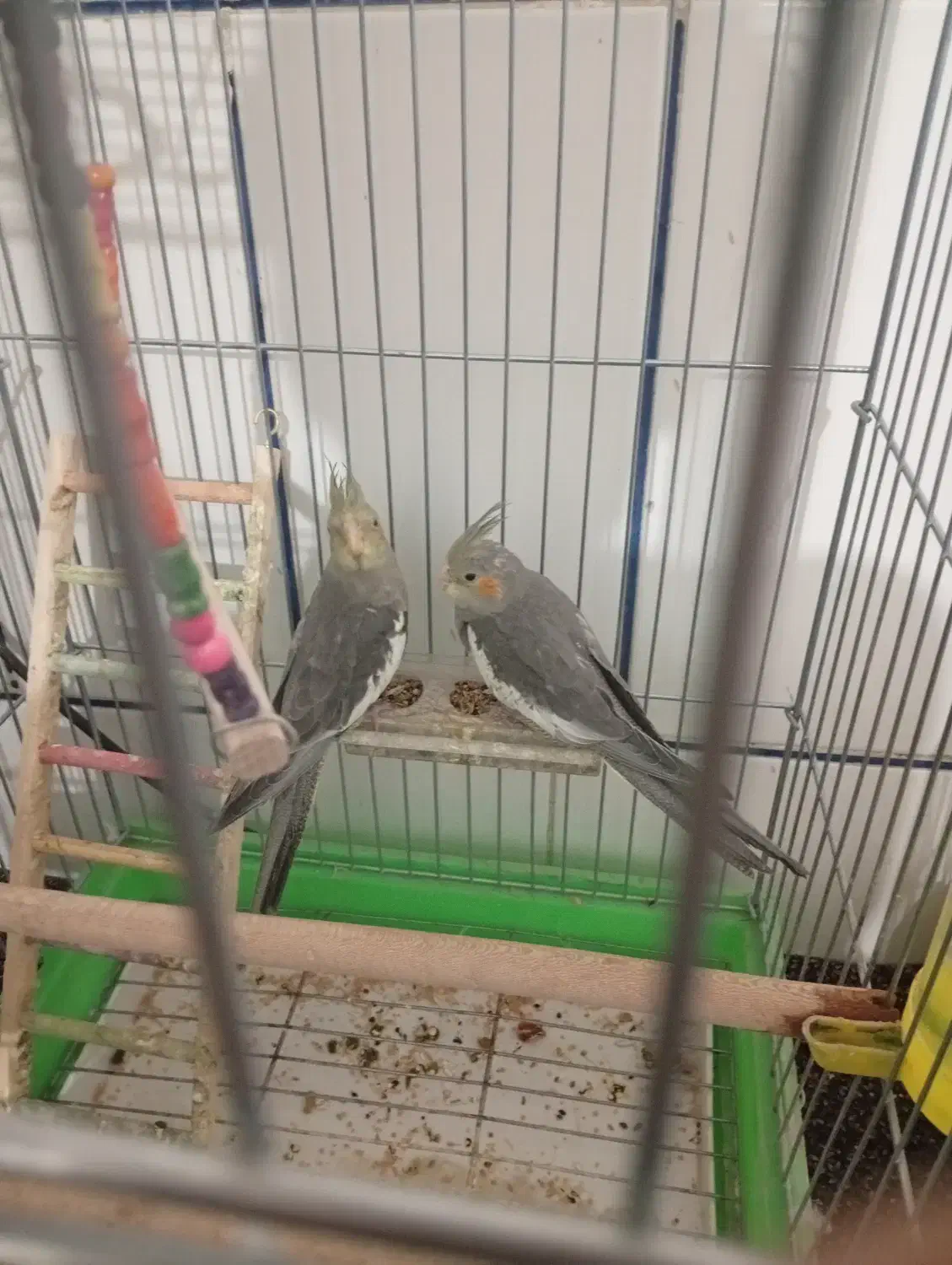 فروش عروس هلندی|پرنده|داراب, |دیوار