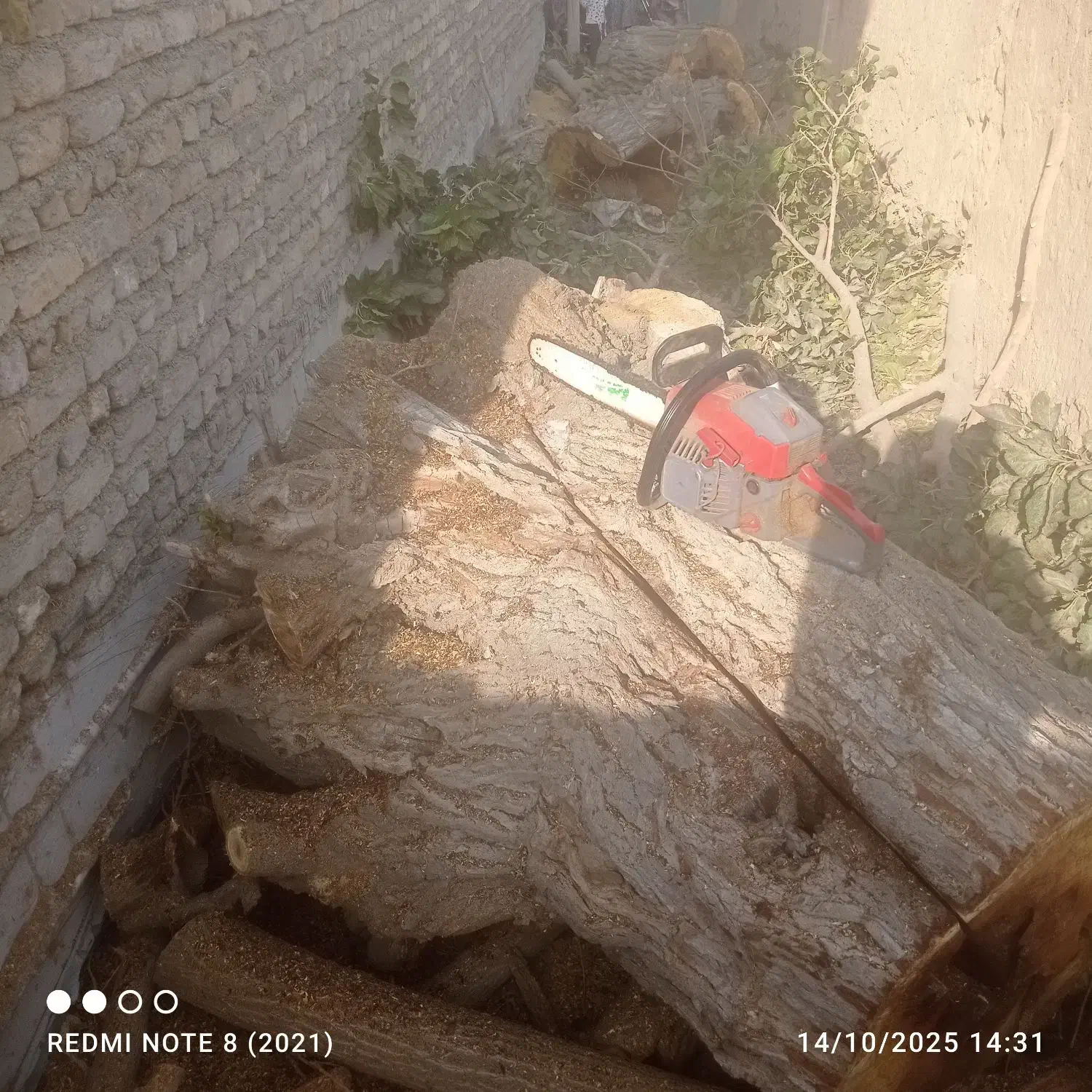 هرس کردن|خدمات باغبانی و درختکاری|چناران, |دیوار