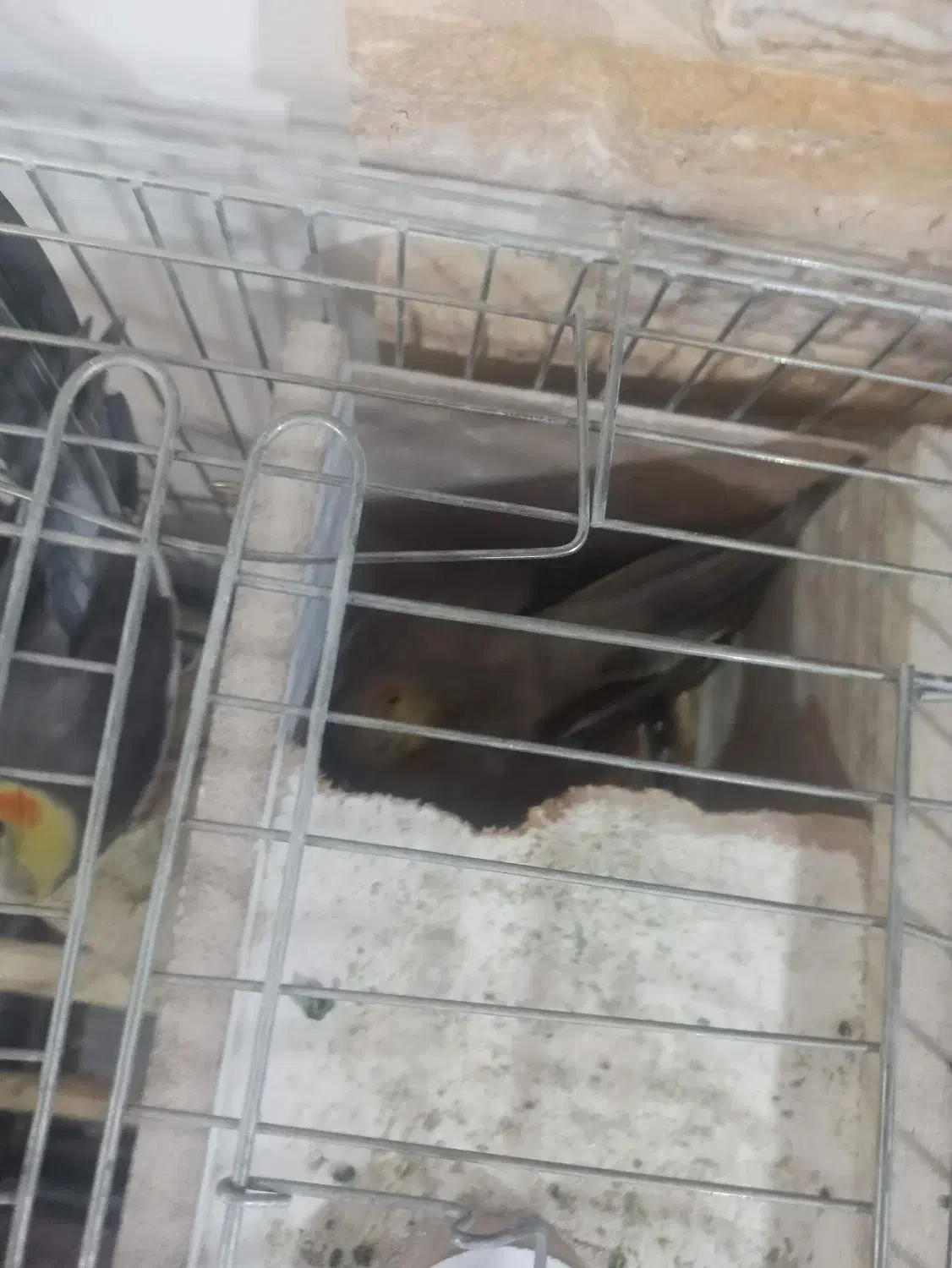 یک جفت عروس هلندی بایه جوجهچندروزه ویک عددکوتوله|پرنده|آذرشهر, |دیوار