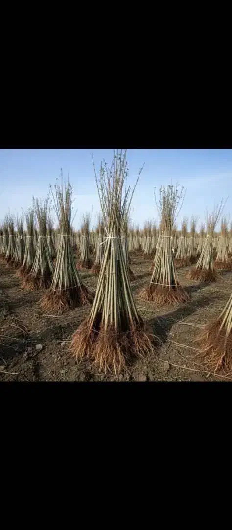 فروش نهال بادام صنوبر چنار گردو در نهالستان|خدمات باغبانی و درختکاری|بردسیر, |دیوار