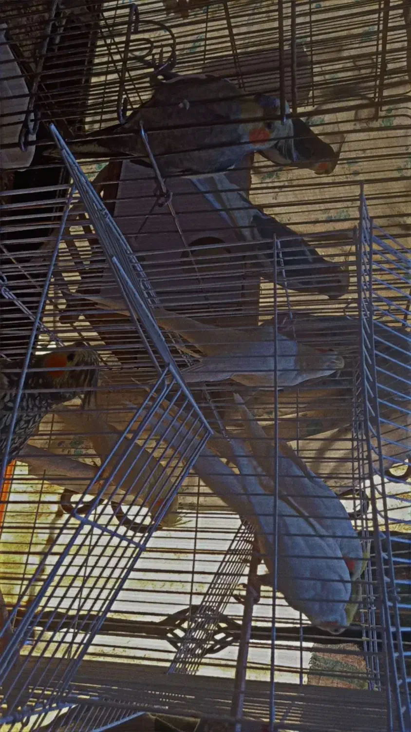 عروس هلندی|پرنده|گرمسار, |دیوار