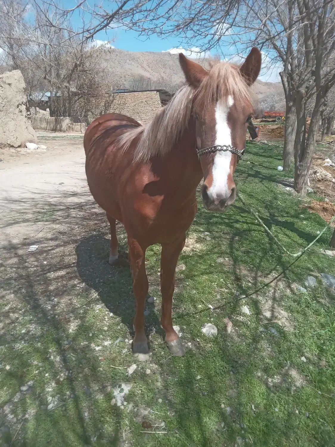 اسب کورد|اسب و تجهیزات اسب‌سواری|سیلاخور, |دیوار