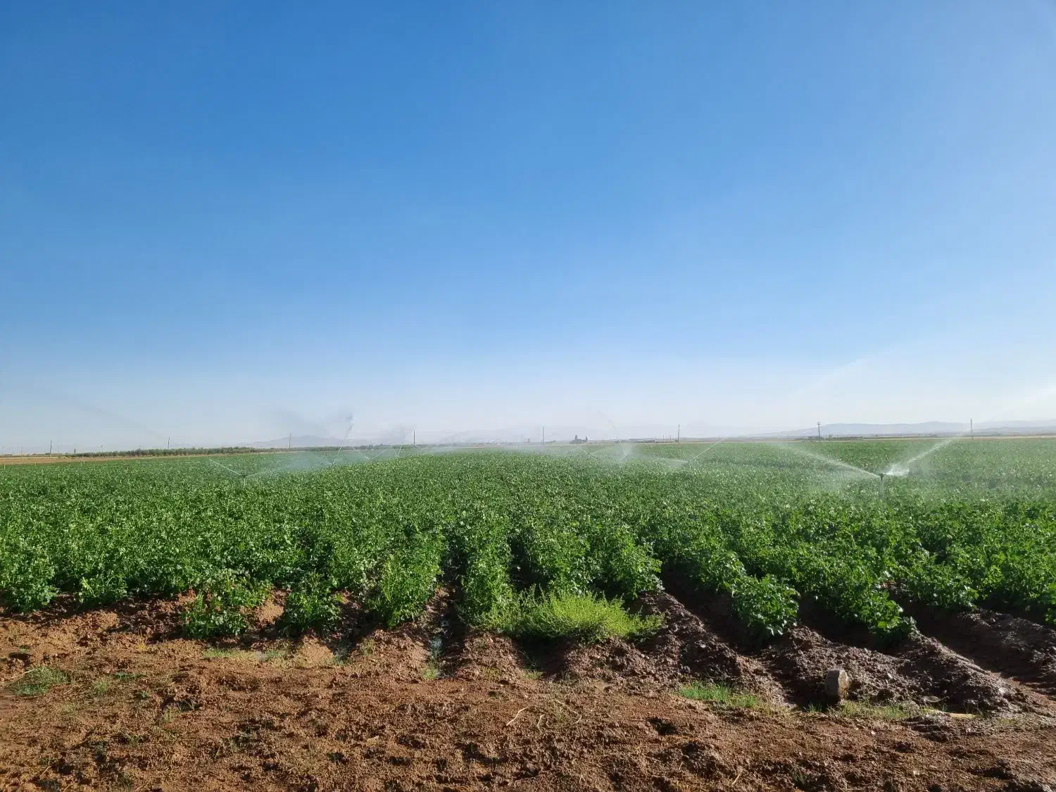 زمین کشاورزی|اجارهٔ دفتر صنعتی، کشاورزی، تجاری|کبودرآهنگ, |دیوار