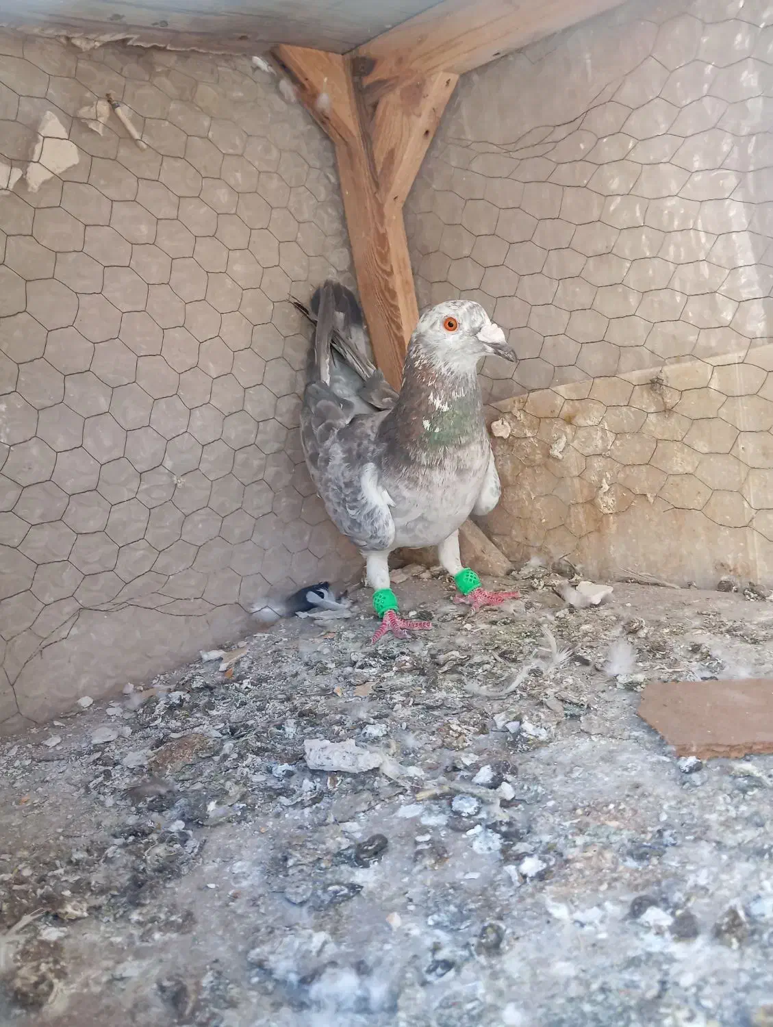 کفتر|پرنده|مشهد, محمدآباد|دیوار