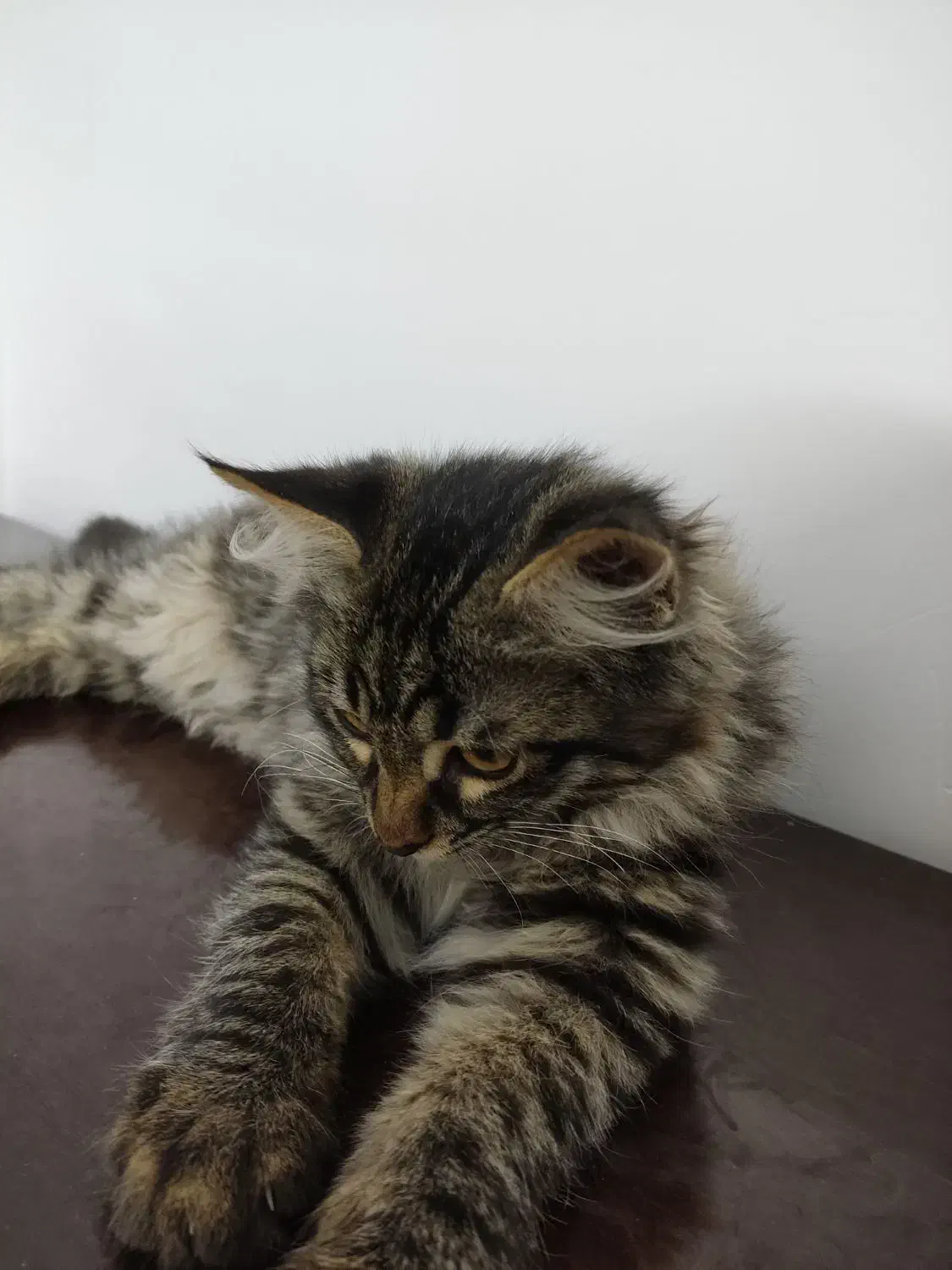 واگذاری گربه|گربه|یزد, |دیوار