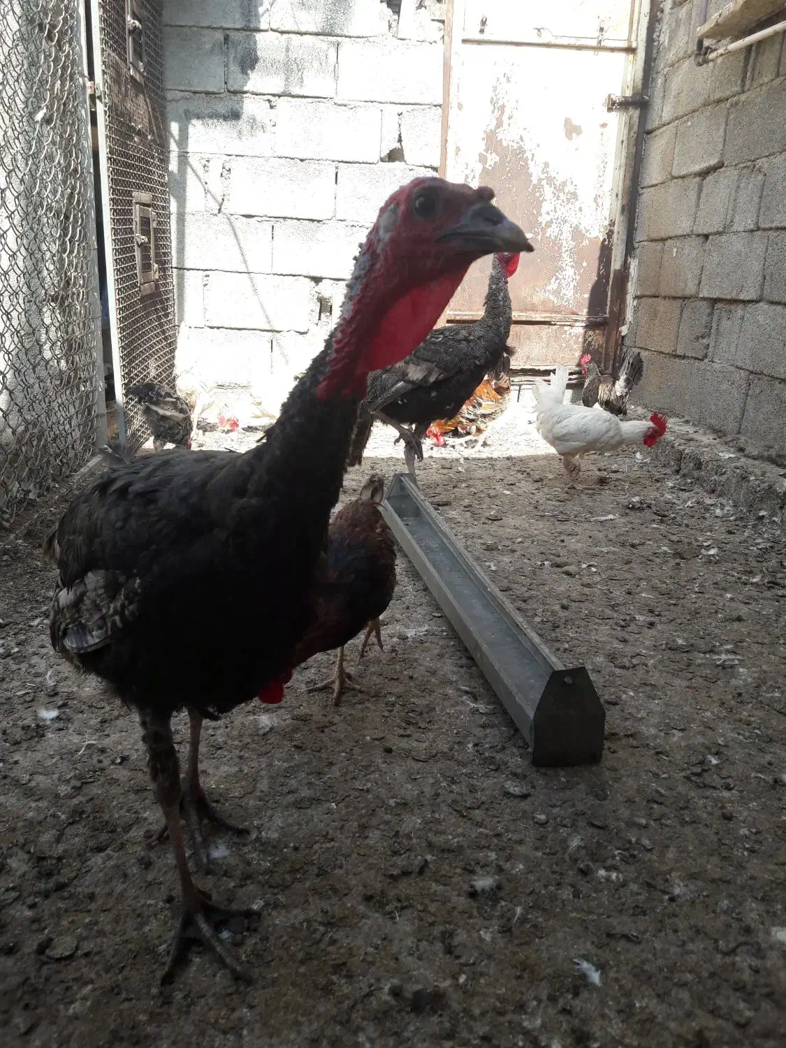 بوقلمون|حیوانات مزرعه|چمران, |دیوار