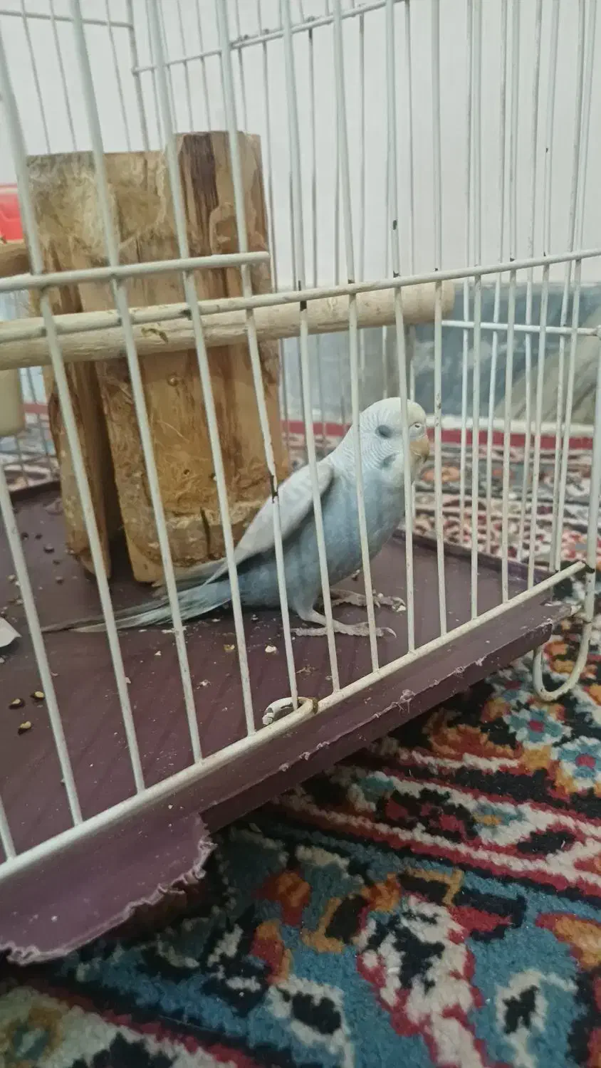 مرغ عشق|پرنده|اسفراین, |دیوار