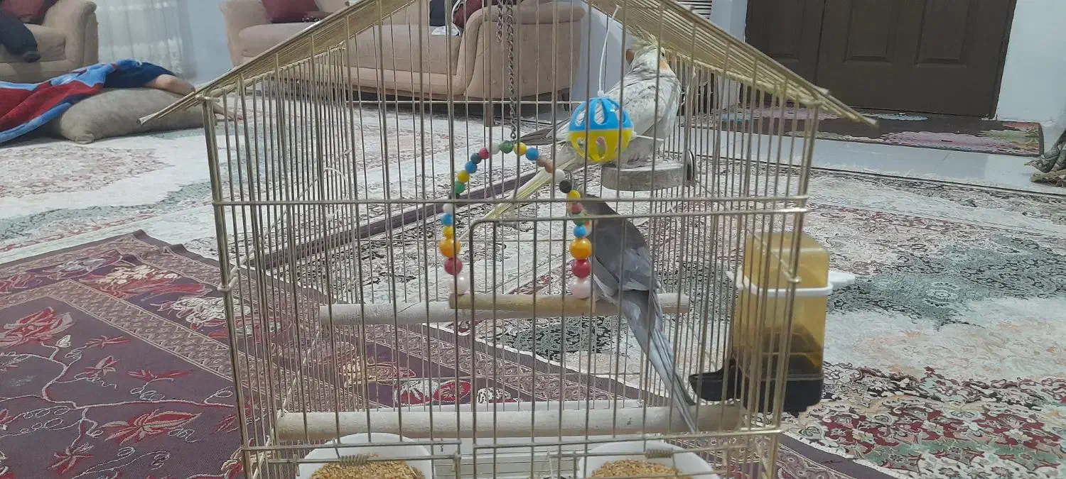 یک جفت عروس هلندی|پرنده|بجنورد, |دیوار