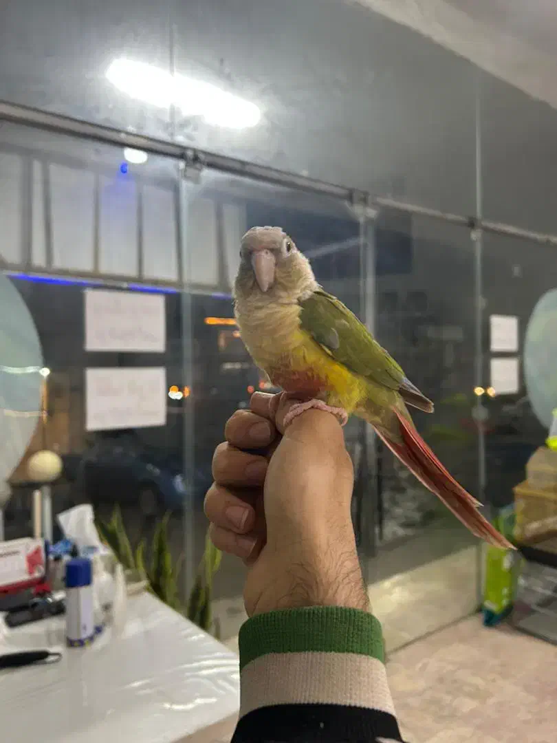 گرینچیک آناناسی رد رام|پرنده|چالوس, |دیوار