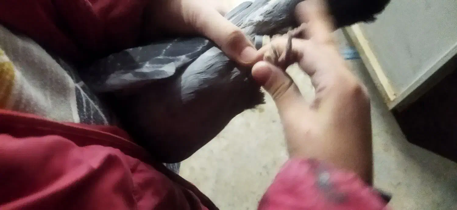 کفتر پلاکی|پرنده|شاهینشهر, گرگاب|دیوار