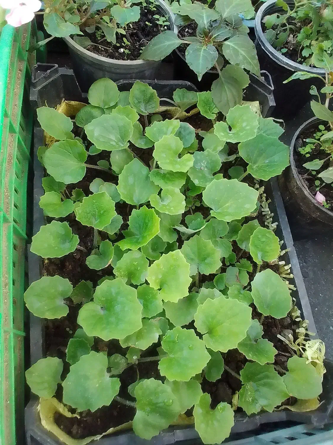 گل سینره و ... به فروش میرسد|گل و گیاه طبیعی|تالش, هشتپر|دیوار