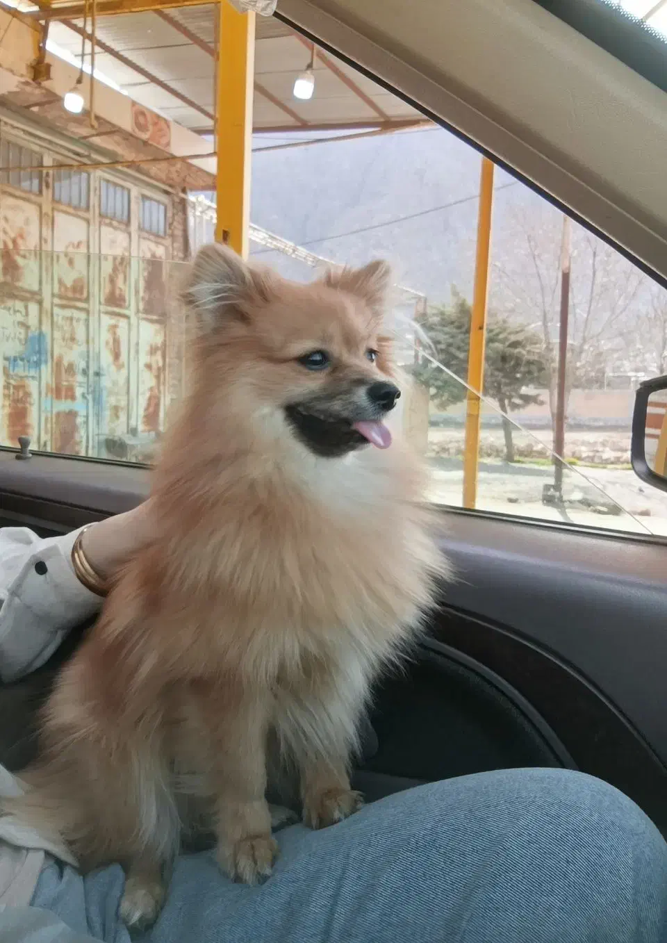 پامر روباهی ماده|سگ|صحنه, |دیوار