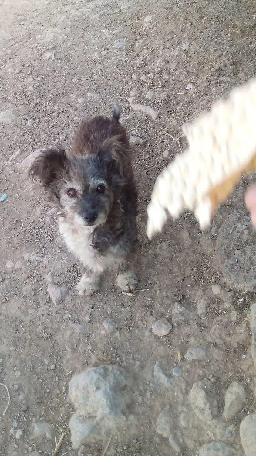 سگ خانگی|سگ|ویسیان, |دیوار